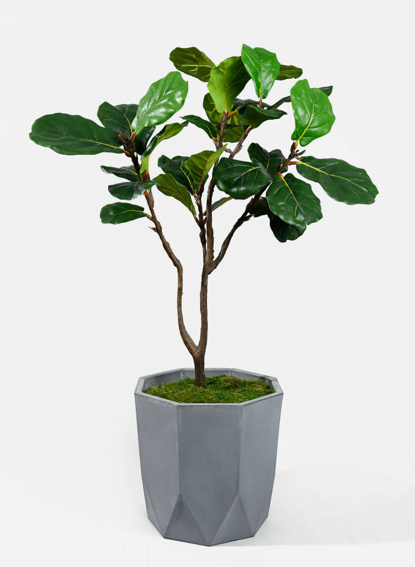 black fiddle leaf fig 4ft Tall Fiddle-Leaf Fig Tree