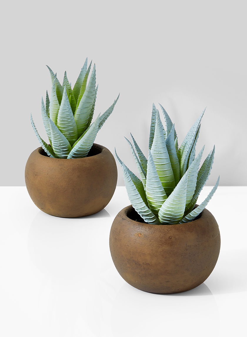 succulent haworthia zebra Buy Artificial Haworthia Zebra in Brown Pots