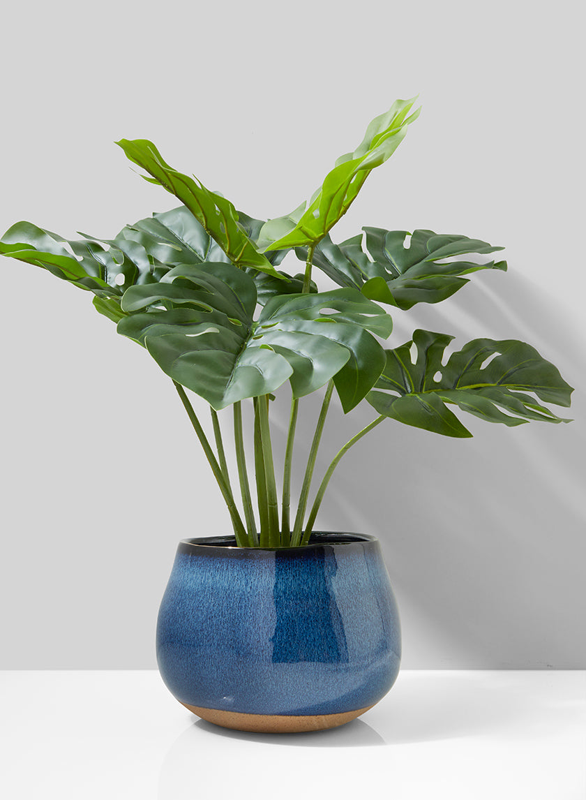 large pot for monstera plant 21in Long Monstera Plant In Cement Pot