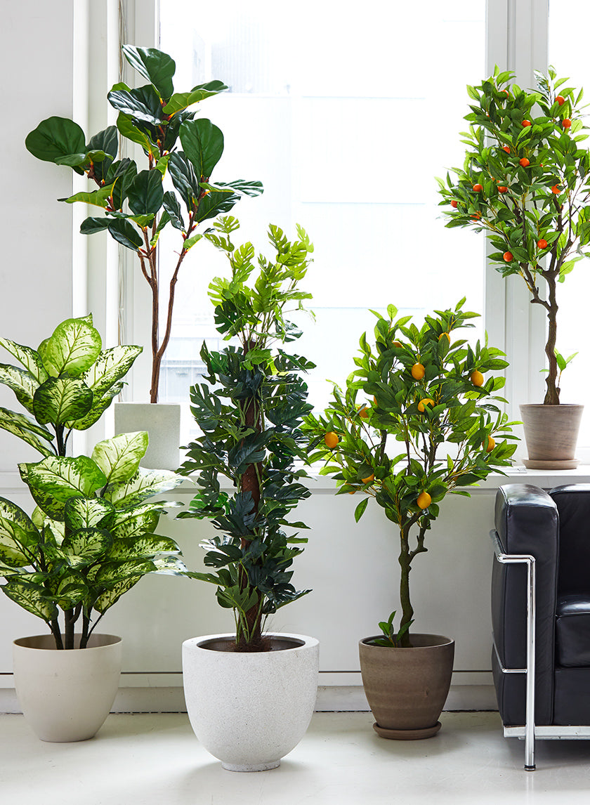 fiddle leaf fig decor 4ft Tall Fiddle-Leaf Fig Tree