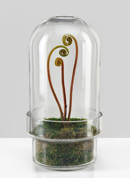 tall plants for terrarium Shop Our Large Swazi Glass Terrarium