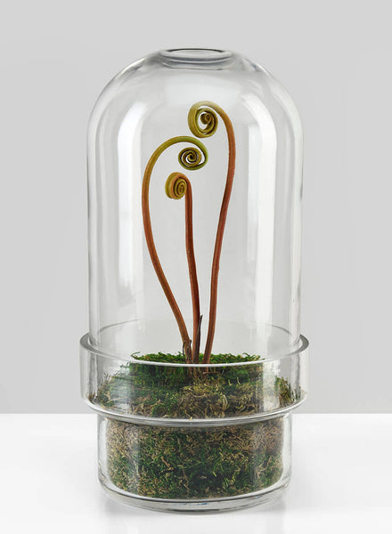 fern-fronds-moss-glass-
