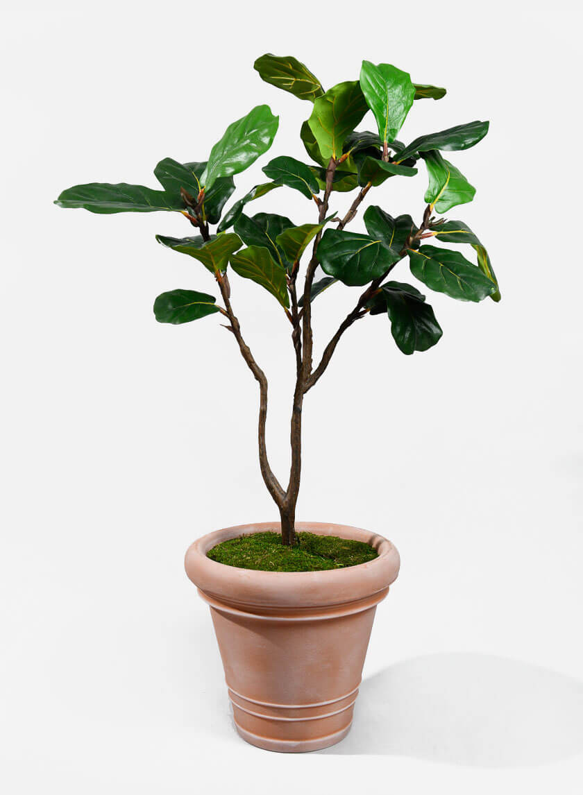 terracotta pot for fiddle leaf fig Impruneta Rolled Rim Planter – Jamali Garden