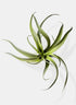 12in Long Frosted Tillandsia Decor Jamali Garden