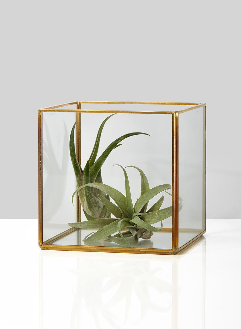 Beveled Glass Gold Square Hurricane