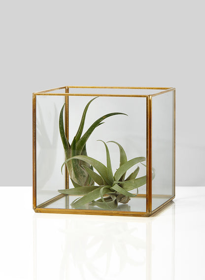 Beveled Glass Gold Square Hurricane