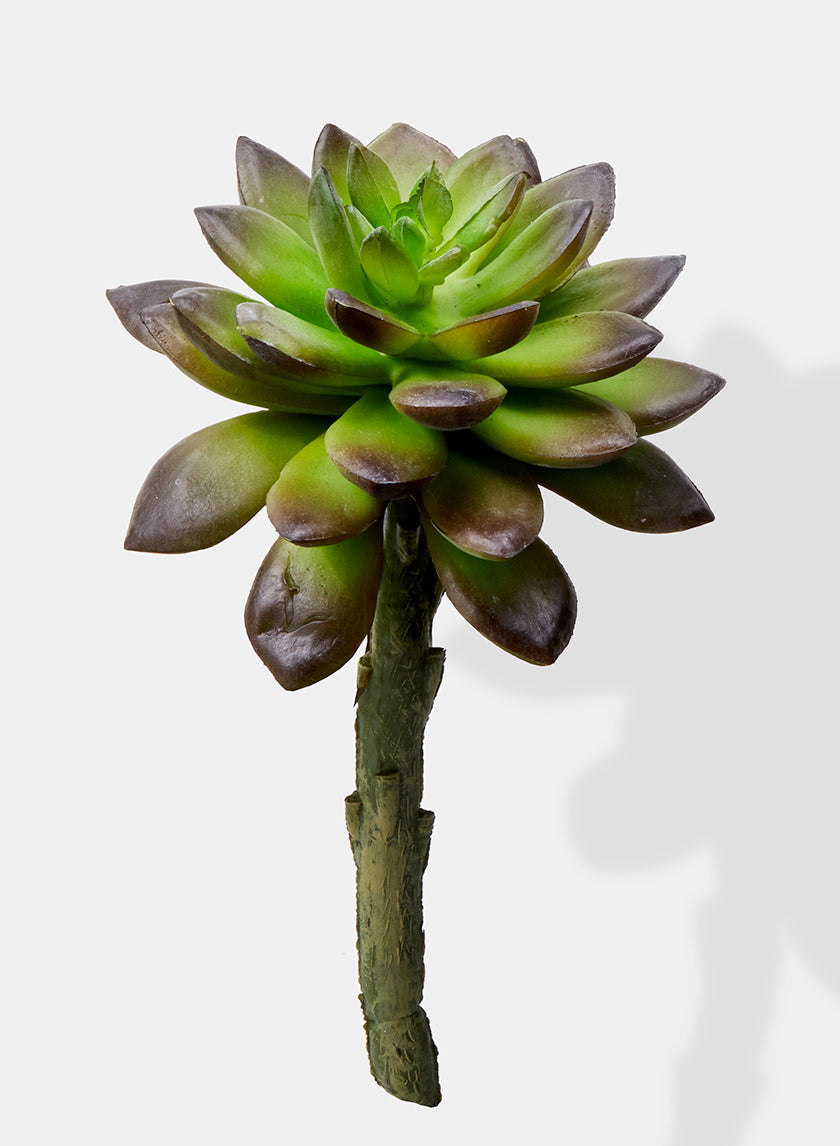 faux succulent picks 5in Long Ombre Green Pachyphytum Succulent Pick, Case of 12