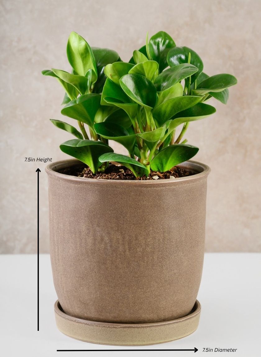 Azra Dark Brown Pot with Saucer Decor Jamali Garden Dark Brown 7.5in Height - 7.5in Diameter EACH