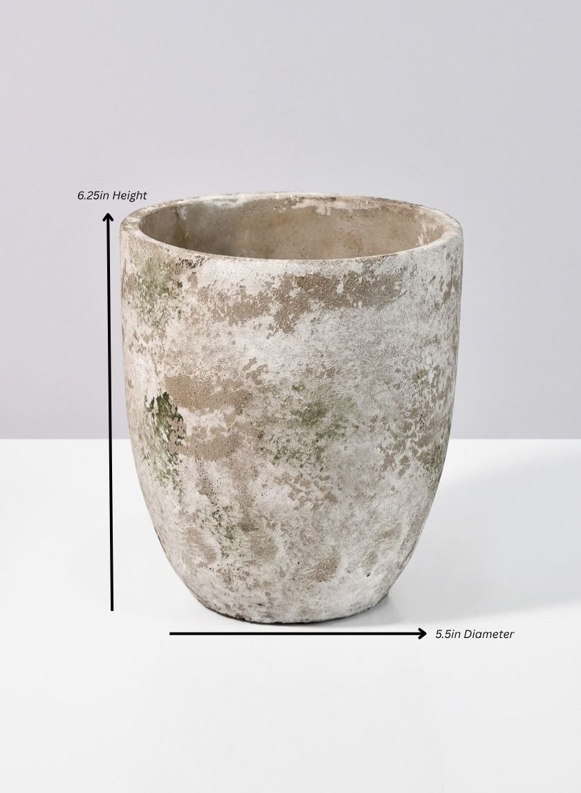 Sturgeon Moon Aged Cement Planter Decor Jamali Garden Cement/Moss 6in Height - 5.5in Diameter EACH