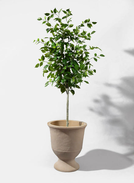 Fake Ficus Plant 5ft Artificial Tree Retail Store Window Display Decor –  Jamali Garden