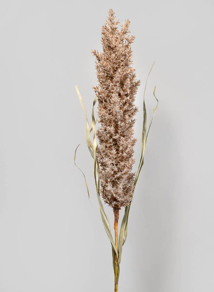 42in Natural Pampas Grass Reed, Case of 12 – Jamali Garden