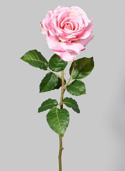 pale-pink-cabbage-rose_MIC-