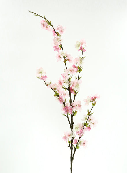 pink-cherry-blossom-