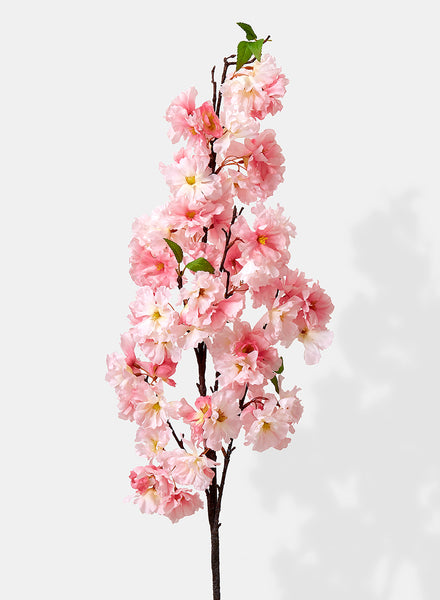 pink-cherry-blossom-spring-