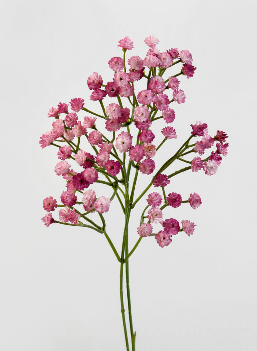 Gypso Roses Gypsophila Paniculata Rose