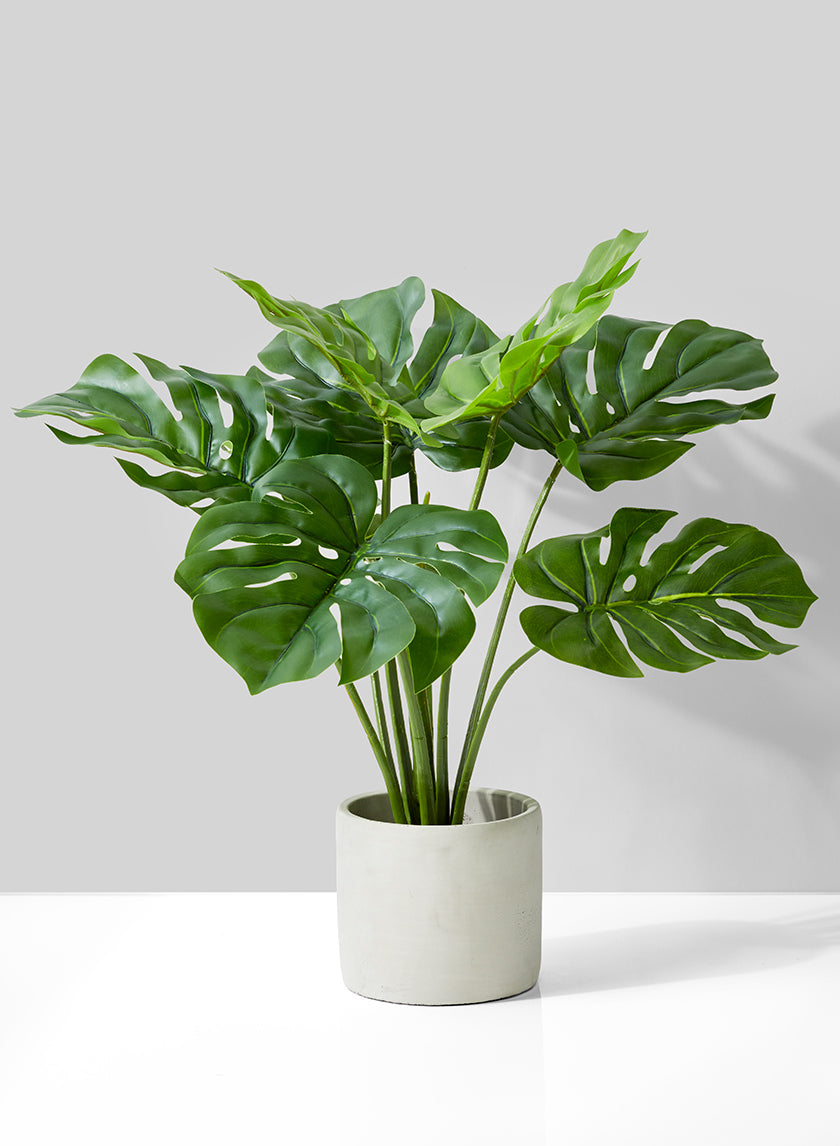 monstera in planter 21in Long Monstera Plant In Cement Pot