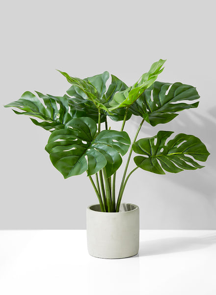 Monstera Plant In Cement Pot | Shop Artificial Succulent Decor
