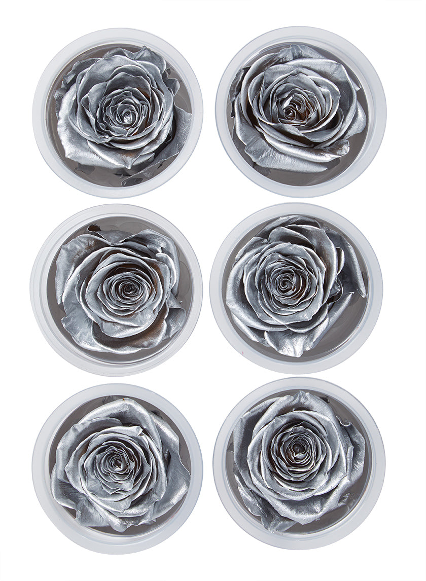 Preserved Silver Roses, Set of 6 – Jamali Garden