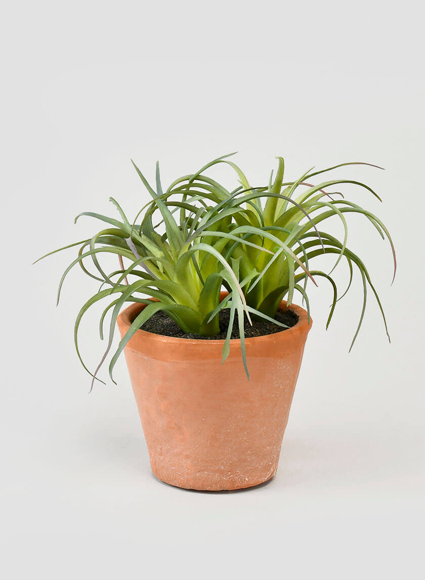 tall air plants Small Airplants Artificial Tillandsia in Terracotta Planter Display – Jamali Garden