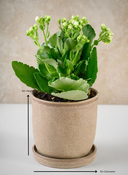 Azra Dark Brown Pot with Saucer Decor Jamali Garden Dark Brown 5in Height - 5in Diameter EACH