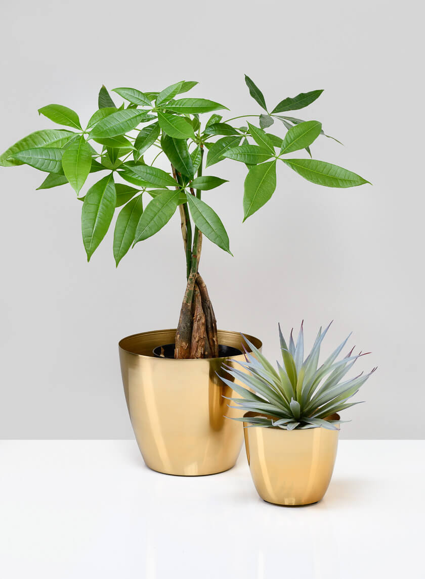 golden pots for indoor plants 6.5in Wide Gold Elegance Cachepot
