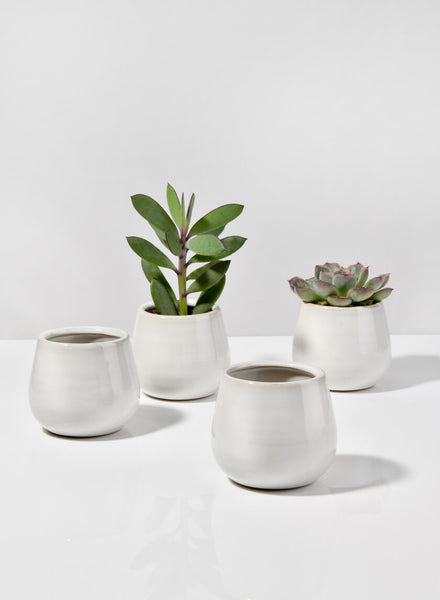 Indoor Liam White Ceramic Bowl Plante...
