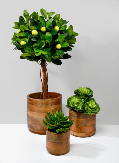 Trio of Salma wood cachepots styled with faux succulents showing an indoor botanical arrangement
