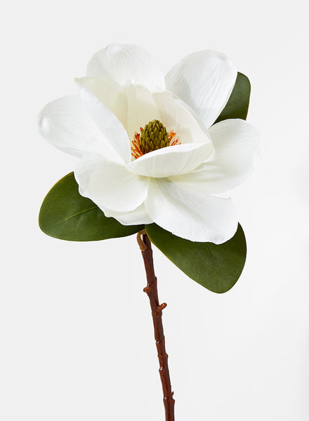 white-magnolia-