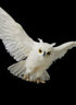 28in Flying White Owl Decor Jamali Garden